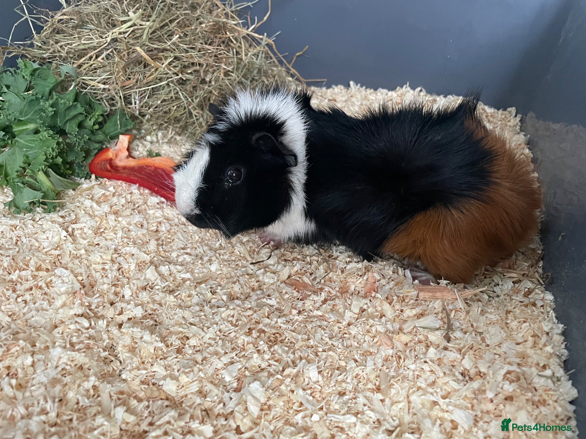 Guinea Pig rodents Boar single guinea pig  - Advert 15