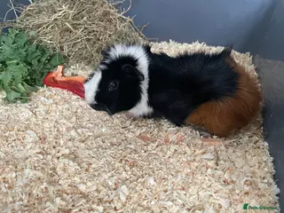 Guinea Pig rodents Boar single guinea pig - Advert 15