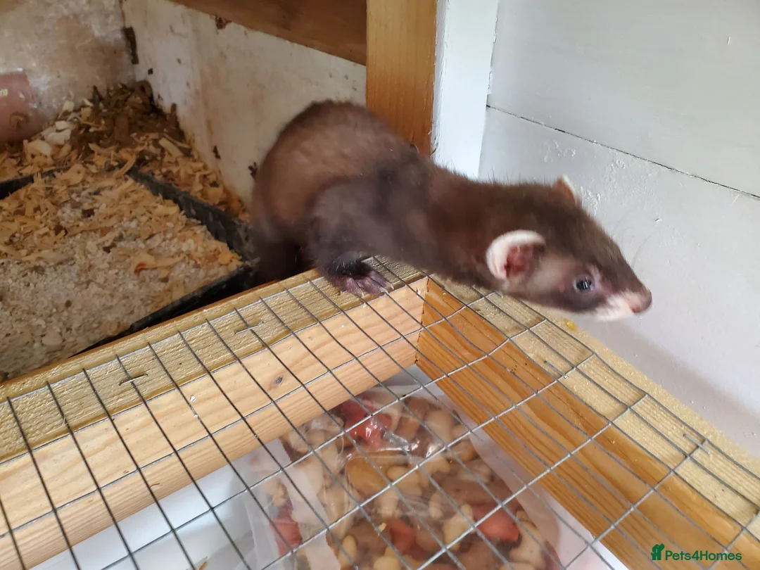Ferret rodents for sale: Boy and girl ferrets in Wigan - Advert 2