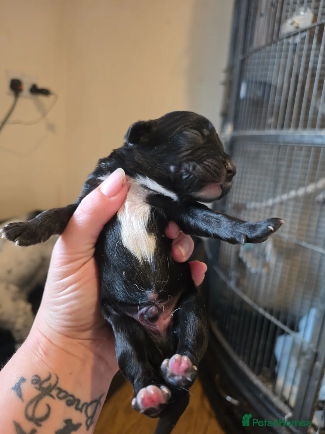 Mixed Breed dogs for sale: Spinger spaniel×german sheppard pups - Advert 6