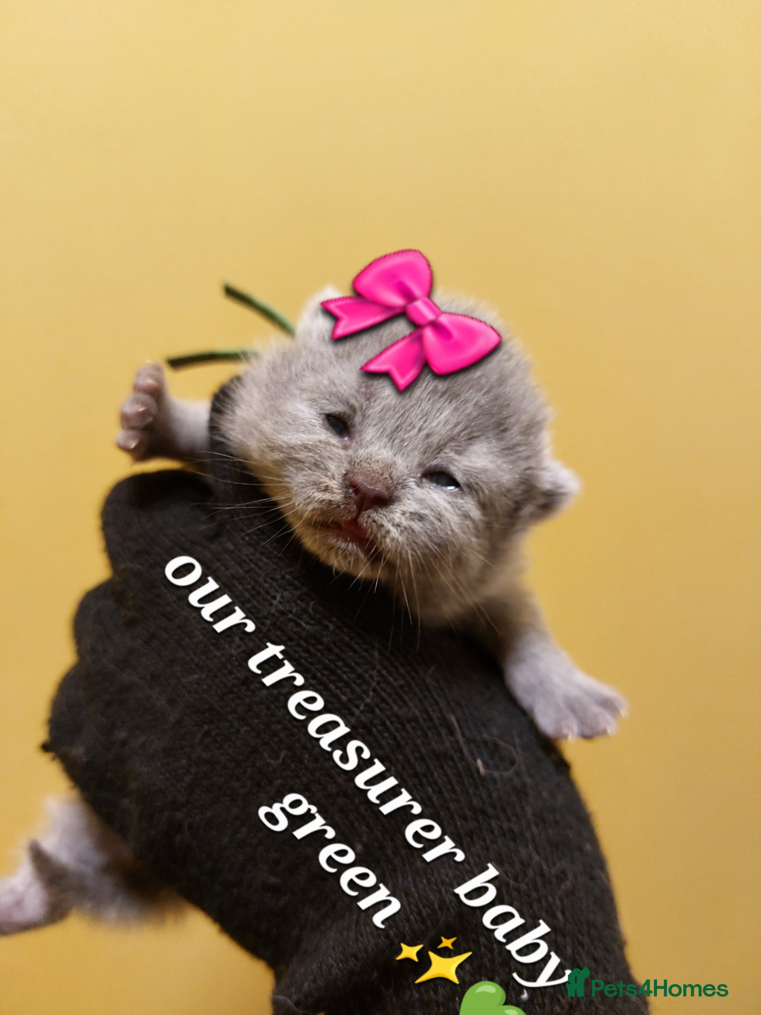 British Shorthair cats ❤️‍🔥PRESTIGIOUS🏆CHAMPION SIRED KITTENS! - Advert 2