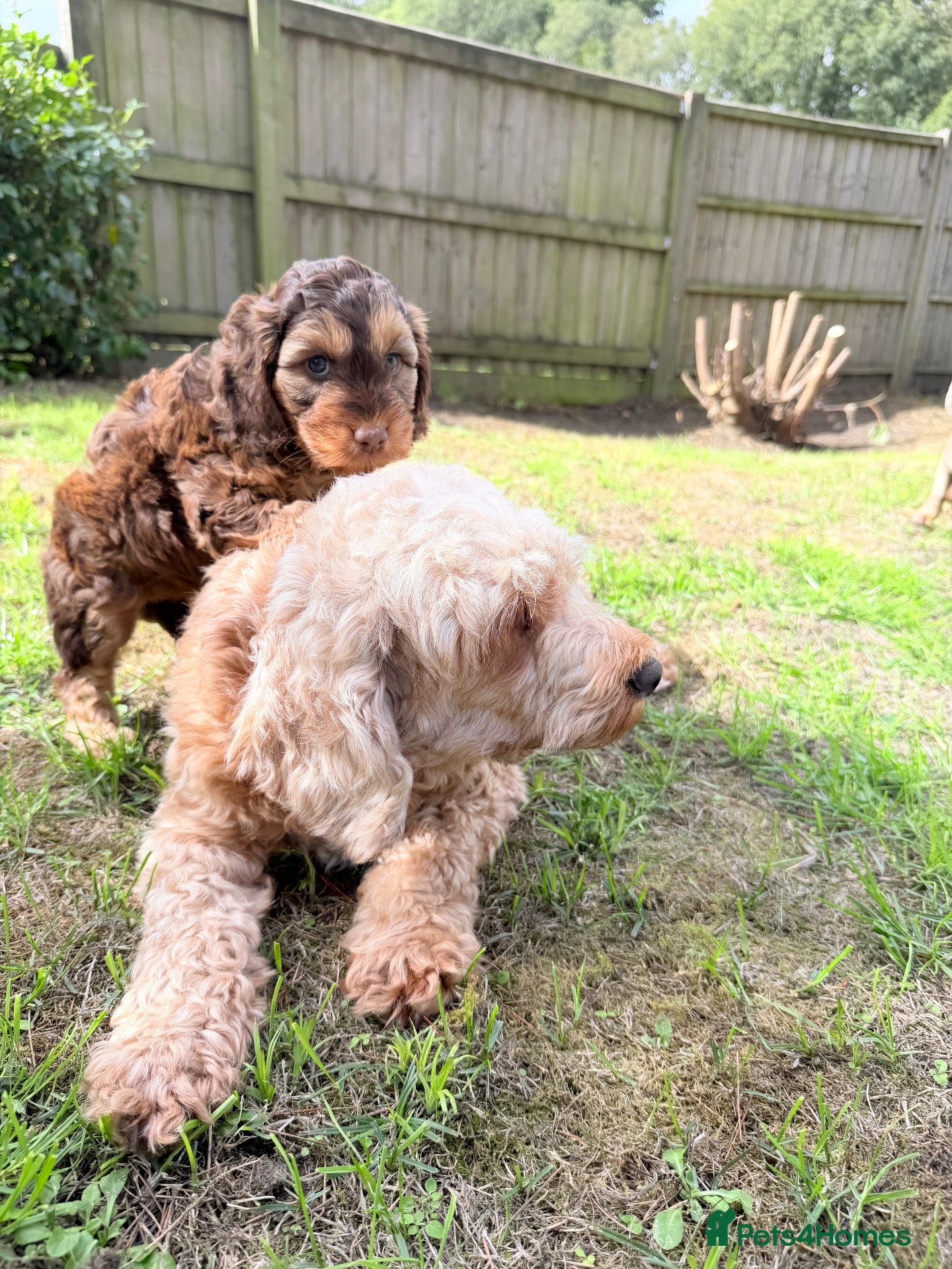 Cockapoo dogs F3 cockerpoos - Advert 2