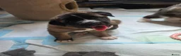 Mixed Breed dogs for sale: 4 beautiful saint burnard x akita puppies  - Advert 2