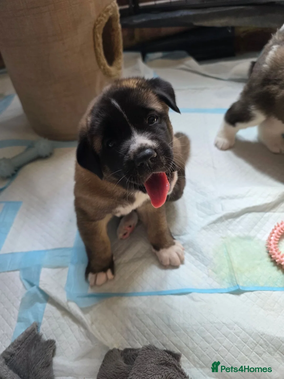 Mixed Breed dogs for sale: 4 beautiful saint burnard x akita puppies  - Advert 2