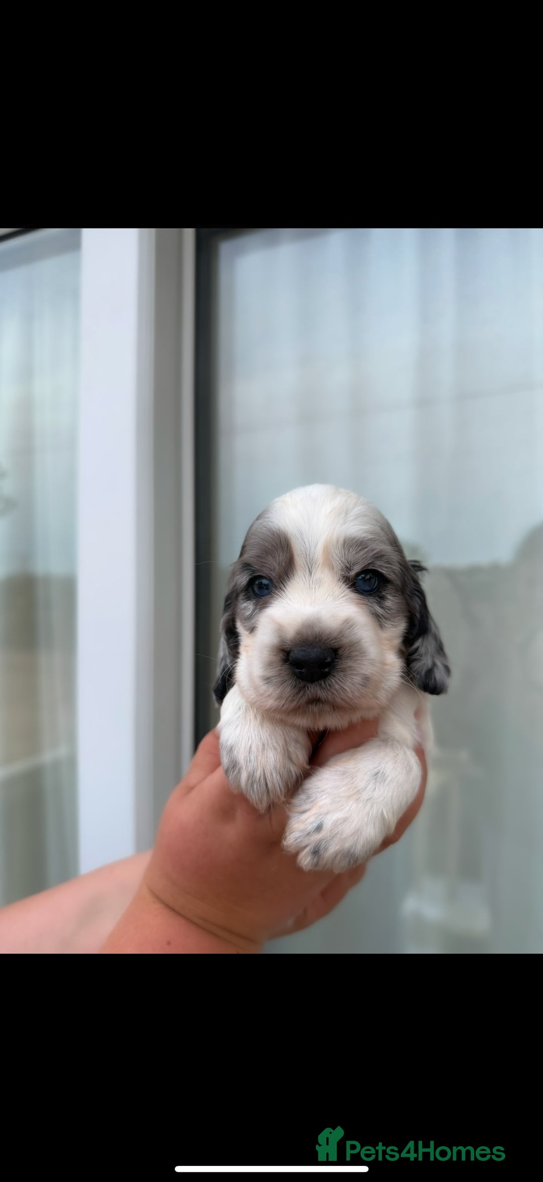 Cocker Spaniel dogs for sale: F1 , 3 pups left  - Image 2