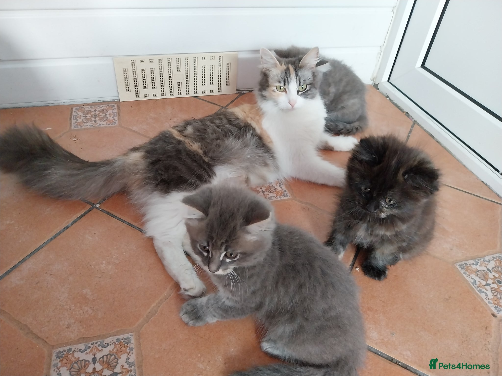 Mixed Breed cats for sale: Beautiful kittens looking for home  in Derby - Advert 5