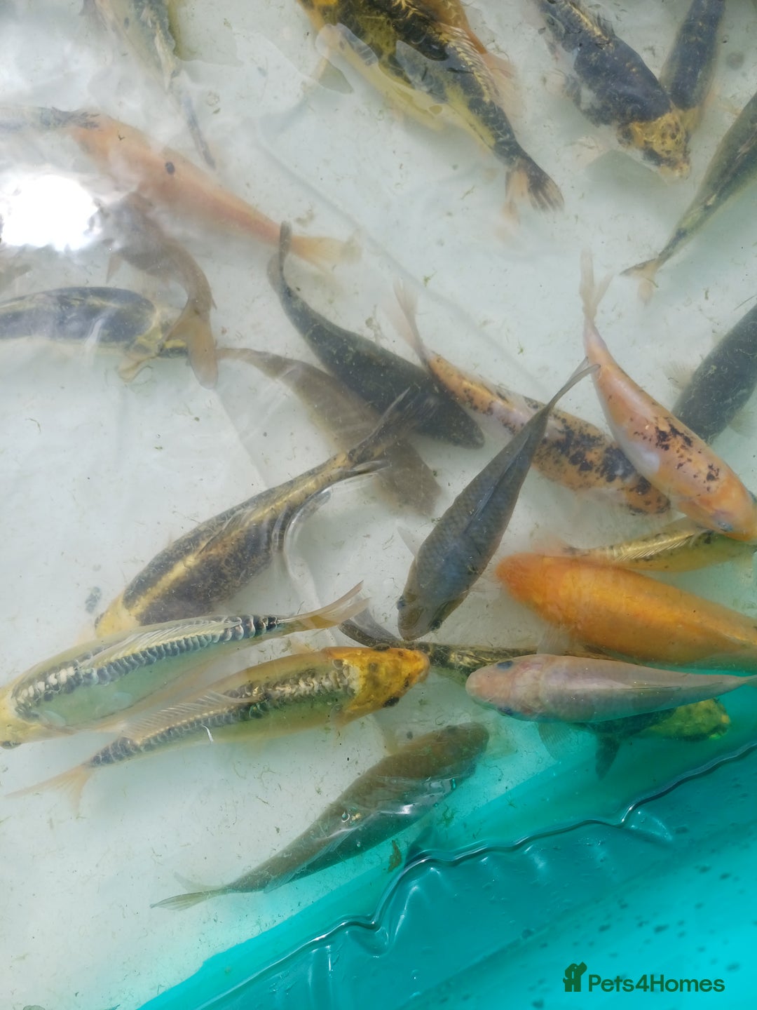 Koi Carp fish for sale: UK koi carp  - Image 9