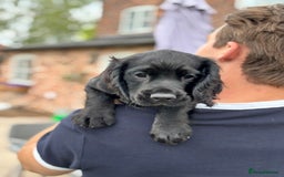 Cocker Spaniel dogs for sale: Ready Now 🐾 Champion bred working cocker boys  - Image 6
