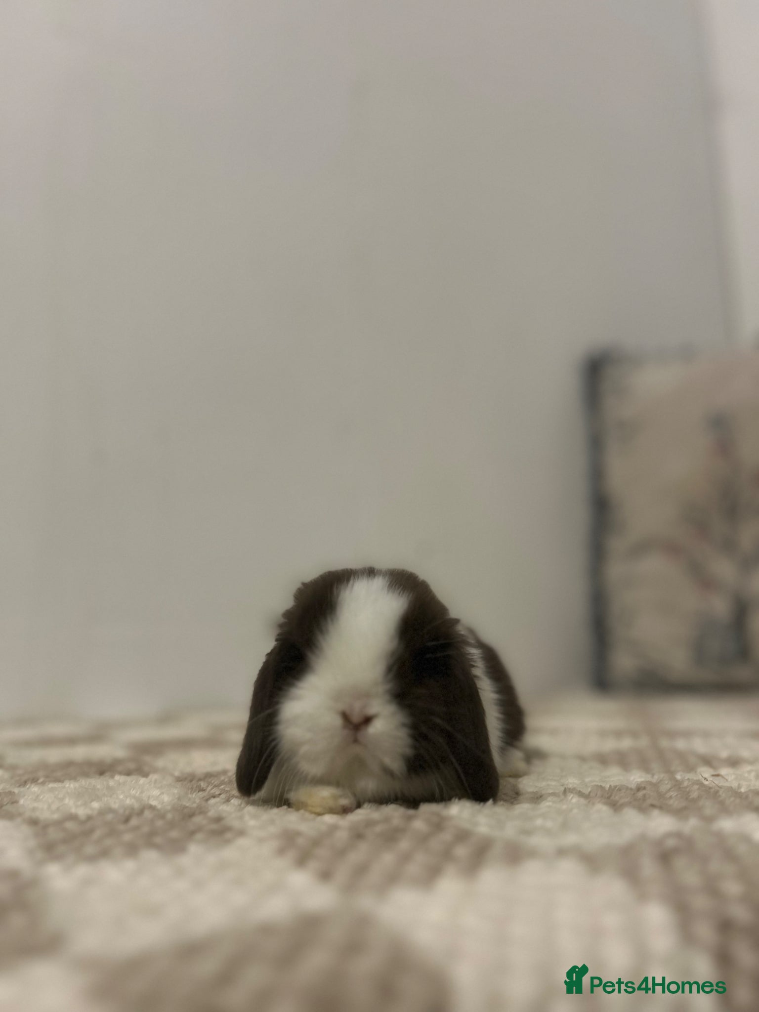 Mini Lop rabbits Minilop Babies To Reserve - Advert 2