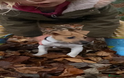 Jack Russell dogs for sale: Traditional small type Jack Russell girl puppy - Advert 4