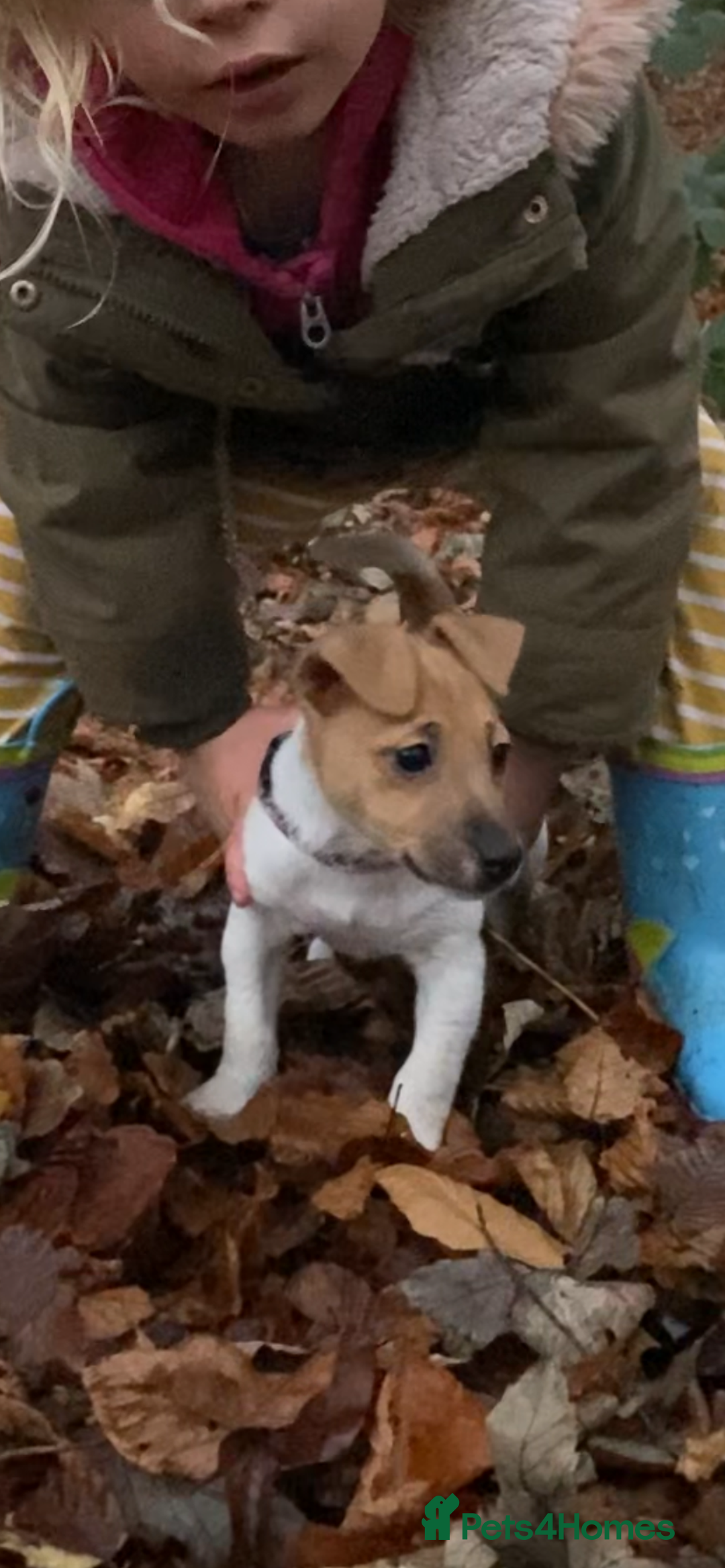 Jack Russell dogs for sale: Traditional small type Jack Russell girl puppy - Advert 4