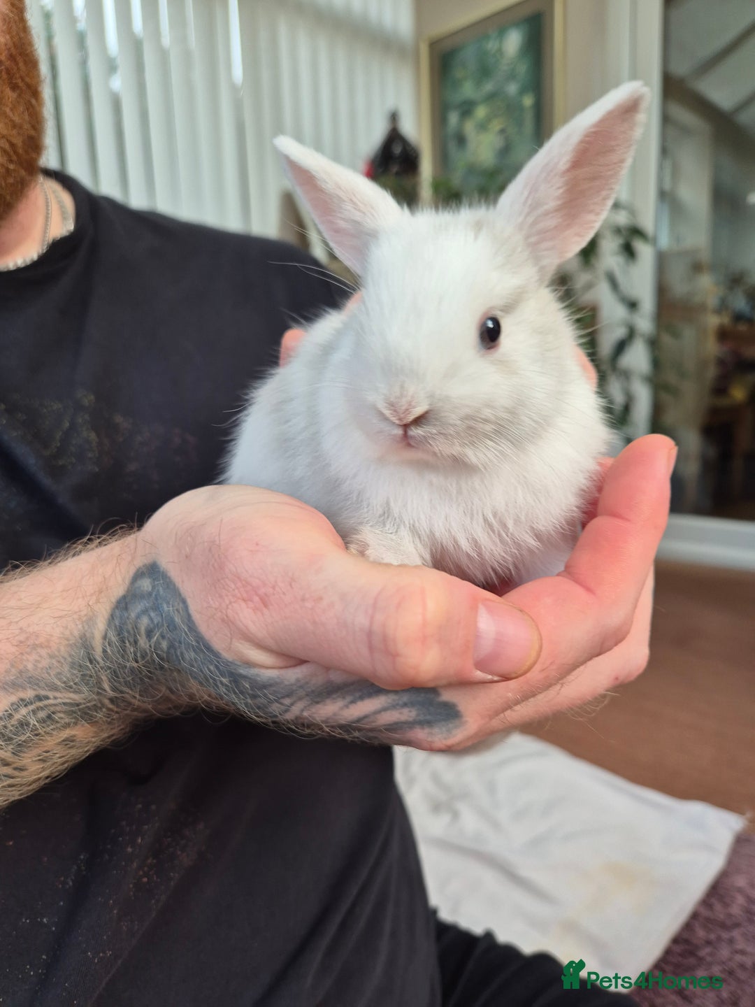 Lionhead rabbits for sale: Lion head rabbits  - Image 5