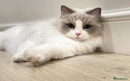 Ragdoll cats for sale: Female kitten become available! Pure Ragdoll in Derby - Image 20