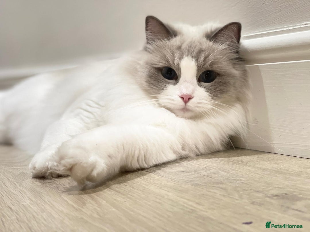 Ragdoll cats for sale: Female kitten become available! Pure Ragdoll in Derby - Image 20