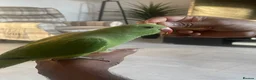 Ringnecks birds for sale: Indian Ringneck  - Advert 4