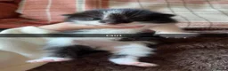 Mixed Breed cats for sale: 5 gorgeous kittens for sale  - Advert 2