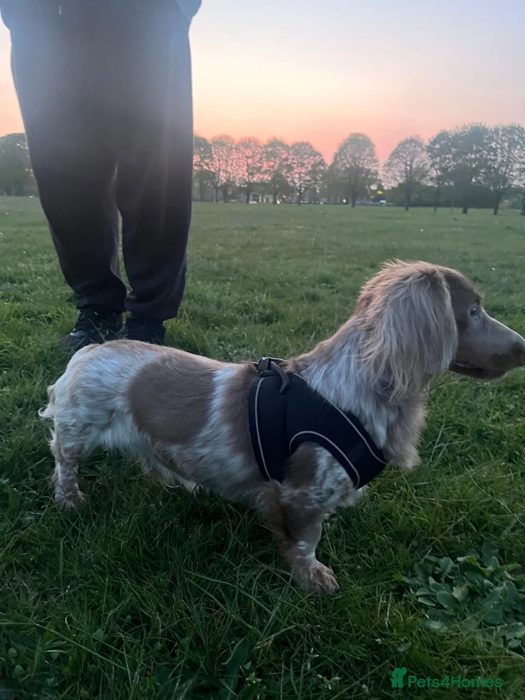 Miniature Dachshund dogs for stud: PROVEN STUD!! KC LongHaired Miniature Dachshund - Advert 2