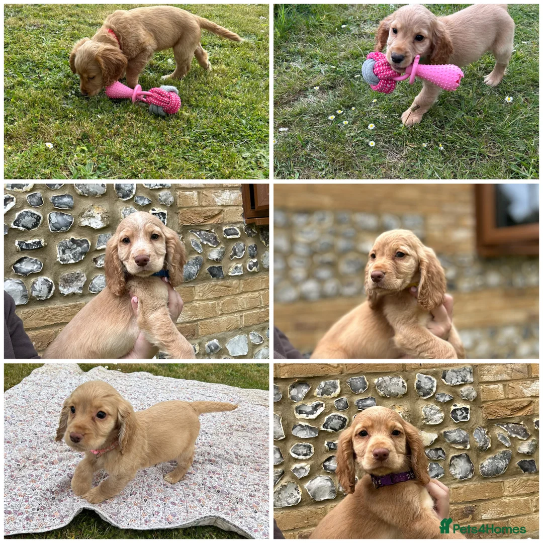 Cocker Spaniel dogs for sale: Gorgeous KC working type cocker spaniel puppies  - Advert 1