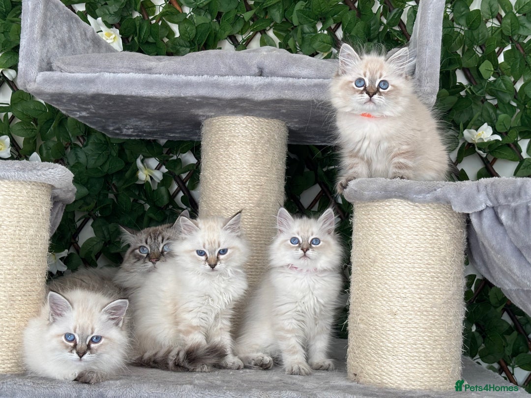 Siberian cats for sale: ✅3 WEEKS OLD BABIES AVAILABLE✅ - Advert 5