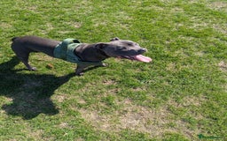 Staffordshire Bull Terrier dogs for sale: Blue staff for sale  - Image 18