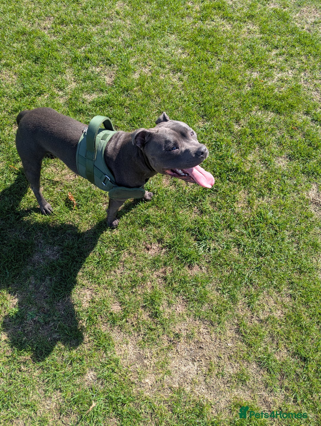 Staffordshire Bull Terrier dogs for sale: Blue staff for sale  - Image 18