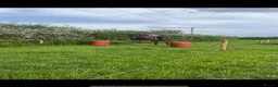 English Thoroughbred horses for sale: Oscar. 16.1 thoroughbred  in Evesham - Advert 3