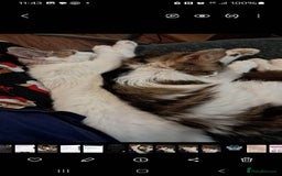 Siberian cats for sale: Cats for sale - Image 3