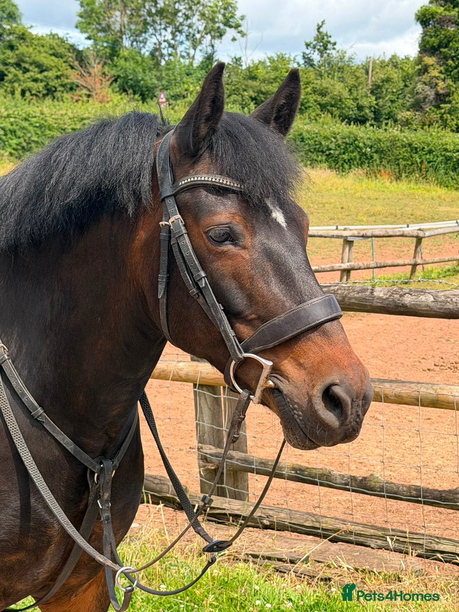 New Forest horses Impy The Legend !! Be quick or miss him  - Advert 16