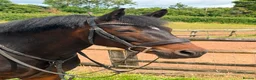 New Forest horses for sale: Impy The Legend !! Be quick or miss him  - Advert 1