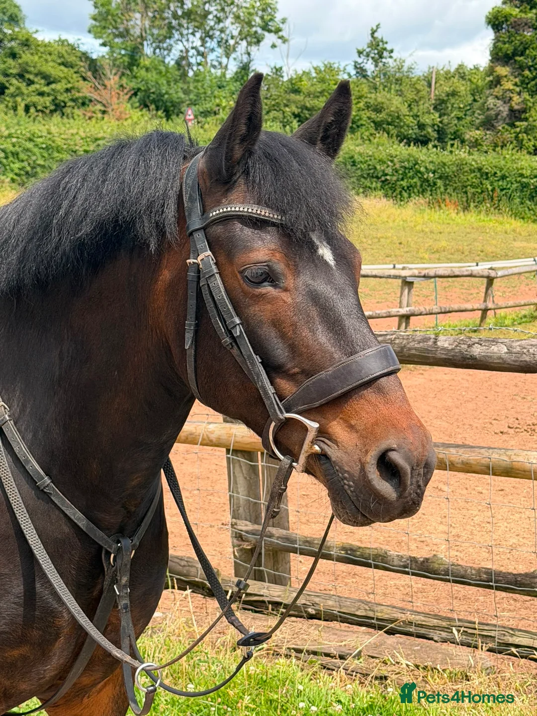New Forest horses for sale: Impy The Legend !! Be quick or miss him  - Advert 1