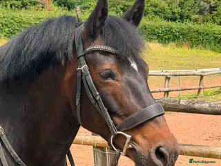 New Forest horses Impy The Legend !! Be quick or miss him - Advert 11