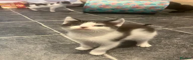 Mixed Breed Kitten 3