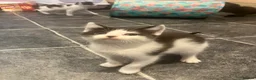 Mixed Breed cats for sale: 9 weeks kittens  - Advert 6