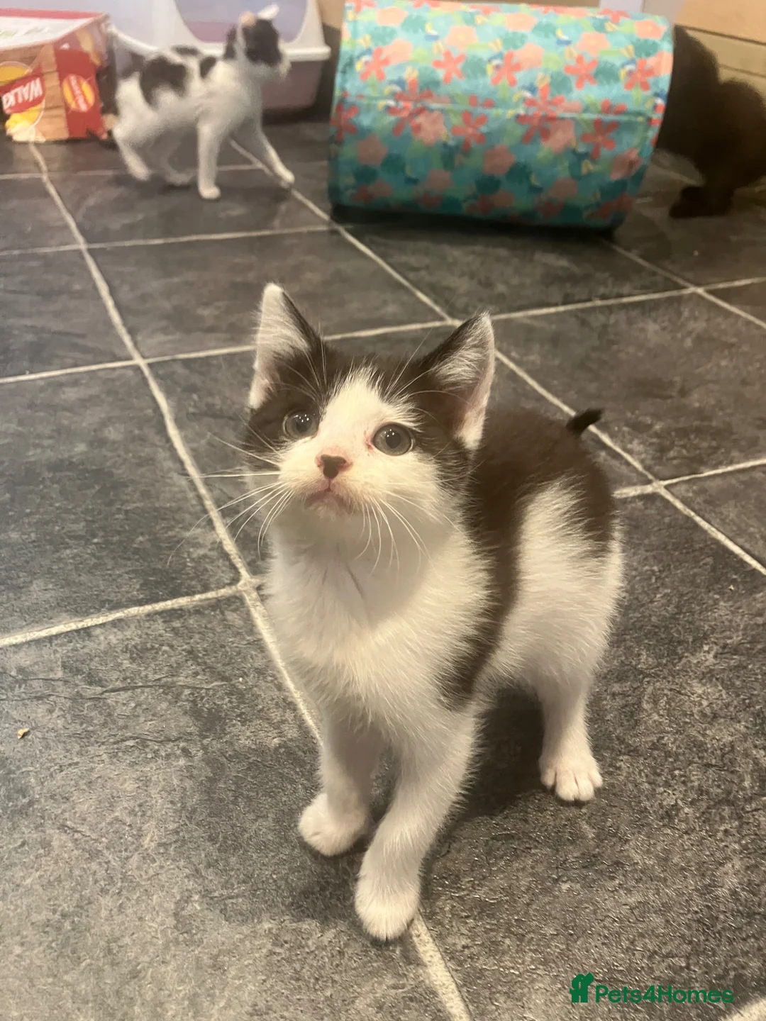 Mixed Breed cats for sale: 9 weeks kittens  - Advert 6