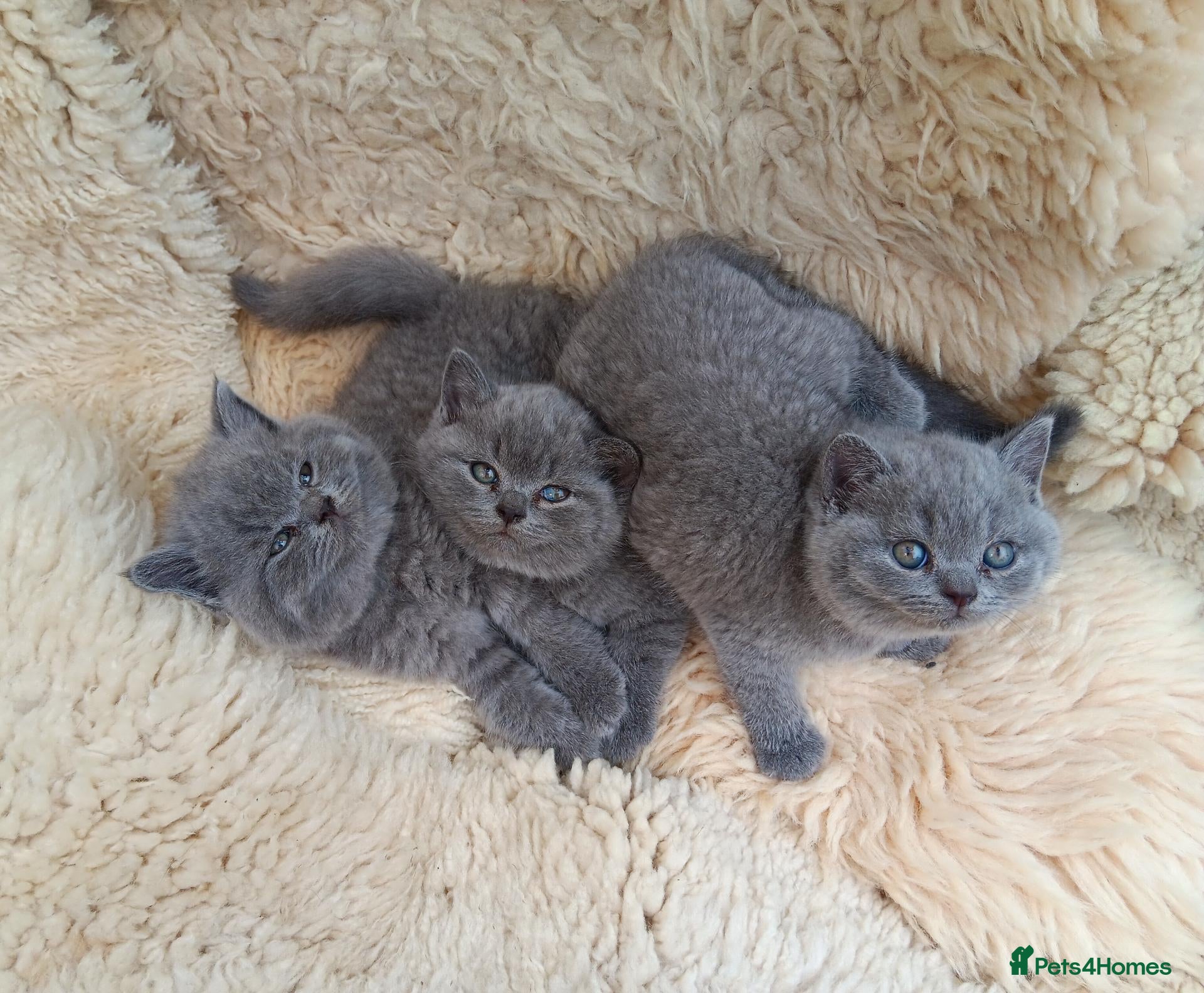 British Shorthair cats Stunning blue pedigree kittens TICA registered  - Advert 1