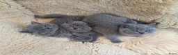 British Shorthair cats for sale: Stunning BSH pedigree kittens TICA registered  - Advert 1