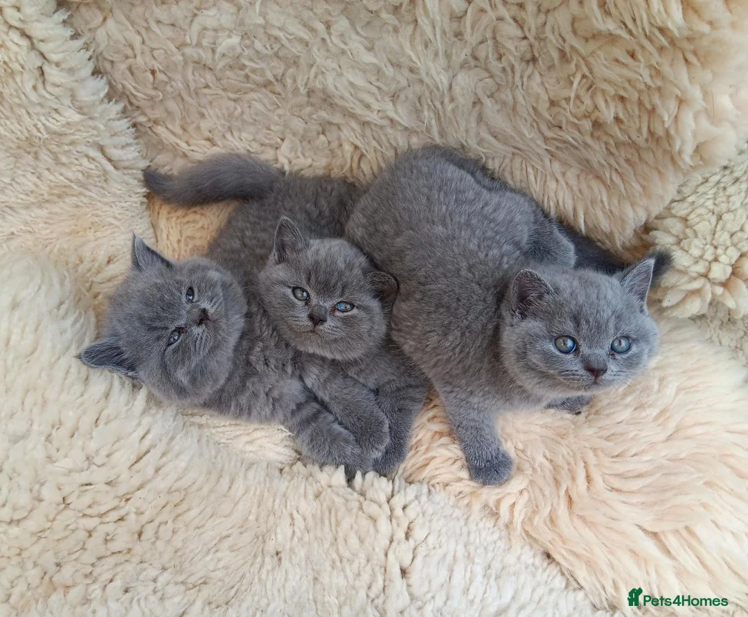 British Shorthair cats for sale: Stunning BSH pedigree kittens TICA registered  - Advert 1