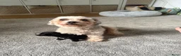 Mixed Breed dogs for sale: 2 males left - Advert 5