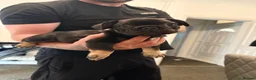 French Bulldog dogs for sale: French Bulldogs  - Advert 16
