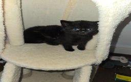 British Shorthair cats for sale: Gabriel Vasile  - Image 4