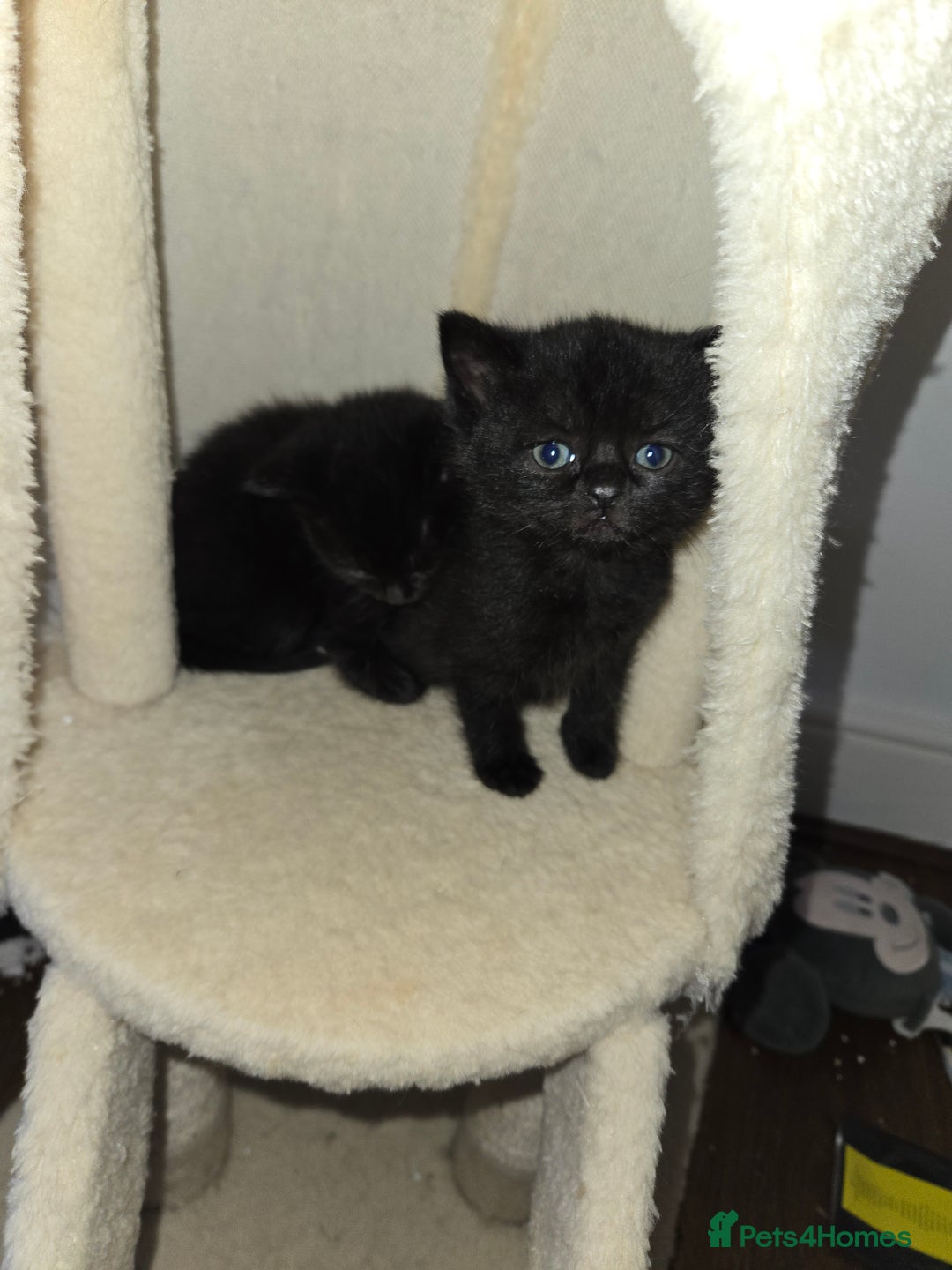 British Shorthair cats for sale: Gabriel Vasile  - Image 4