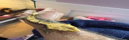 Gecko reptiles for sale: Male crested Gecko with setup  - Advert 3