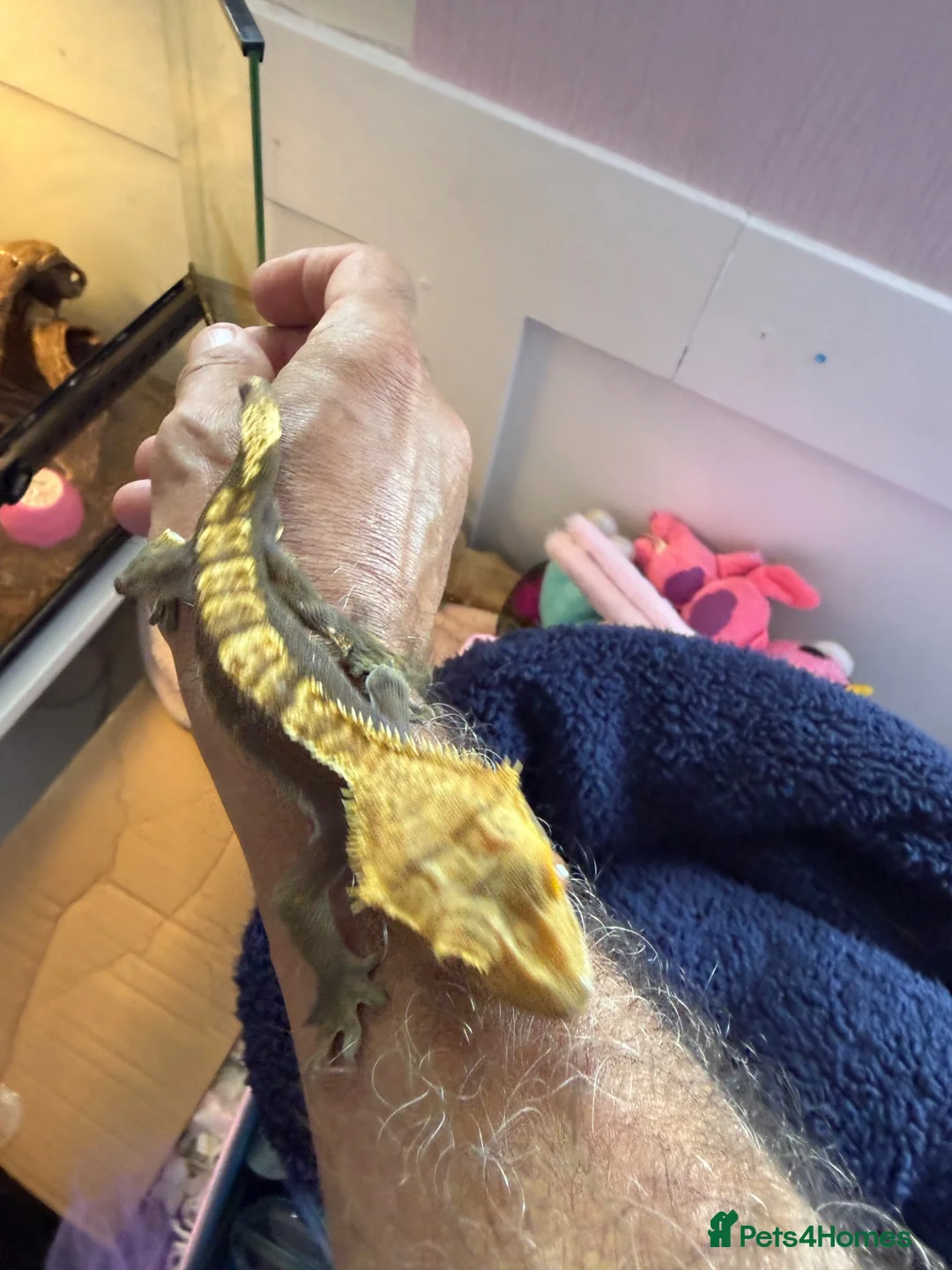 Gecko reptiles for sale: Male crested Gecko with setup  - Advert 3