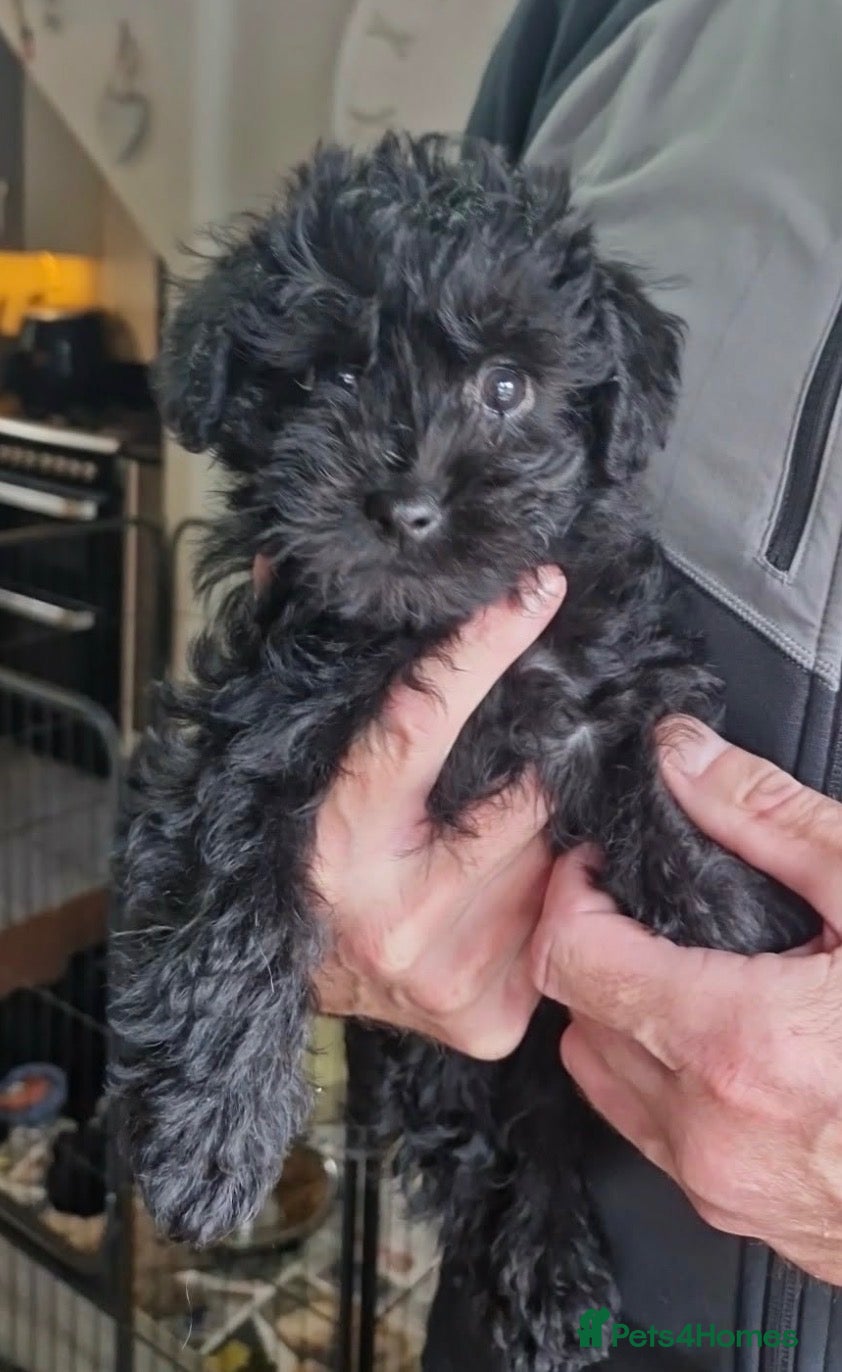 Westiepoo dogs READY TO LEAVE NOW. gorgeous Westiepoo girls  - Advert 1