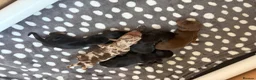 Miniature Dachshund dogs for sale: Beautiful miniature dachshund puppies  in Wednesbury - Advert 22