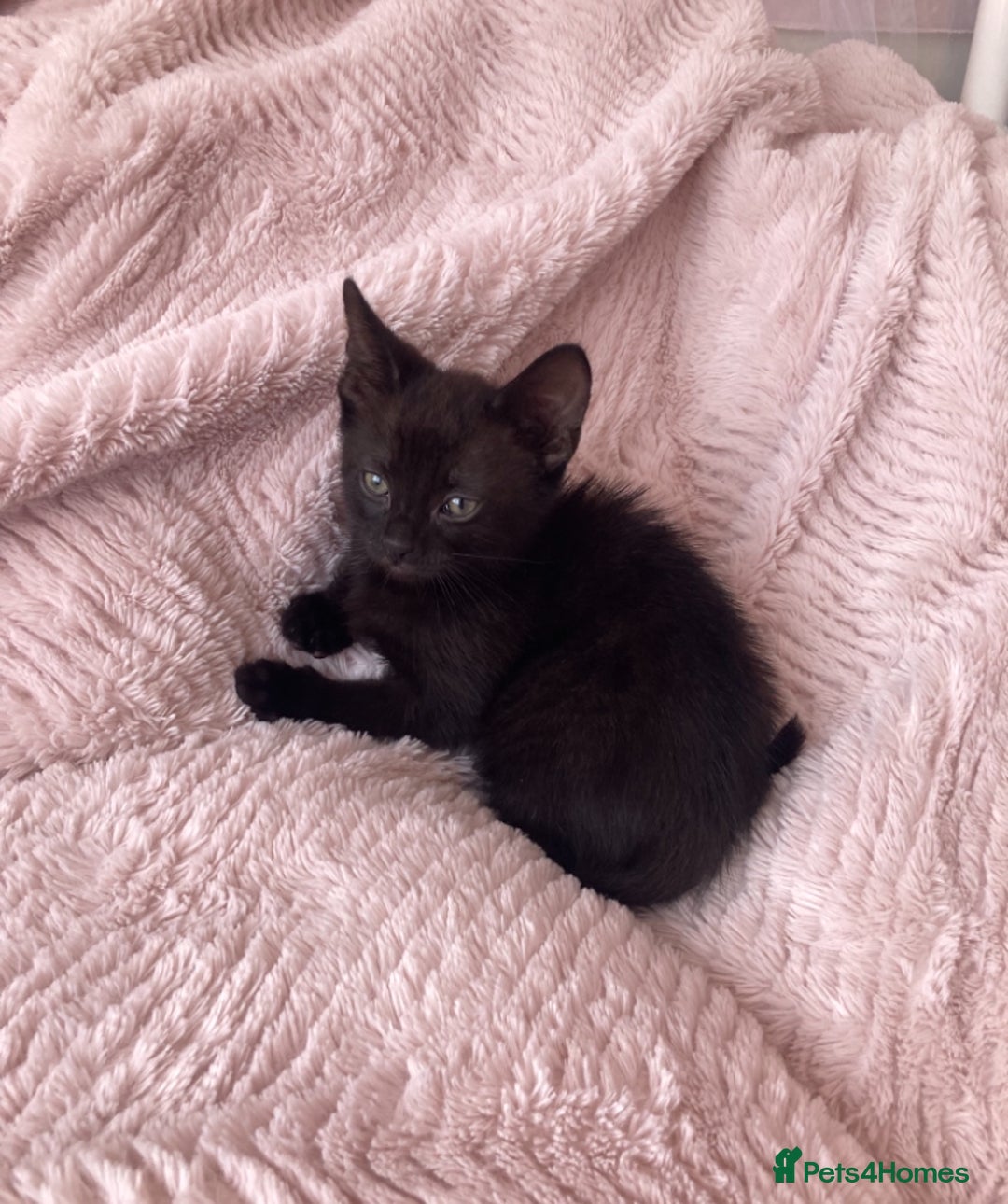 Domestic Shorthair cats for sale: Sweet Male Black Kitten - Ready to go! in Consett - Image 3