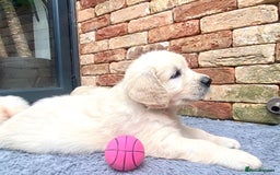 Golden Retriever dogs for sale: Exceptional KC Goldens- MULTI Champions Bloodline - Image 8