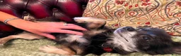 Chihuahua dogs for adoption: Charlie needs a loving home  - Advert 2