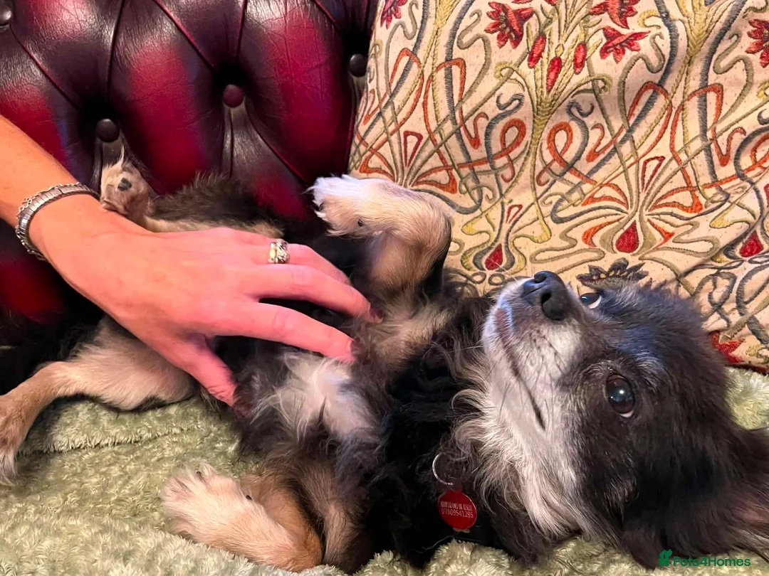 Chihuahua dogs for adoption: Charlie needs a loving home  - Advert 2