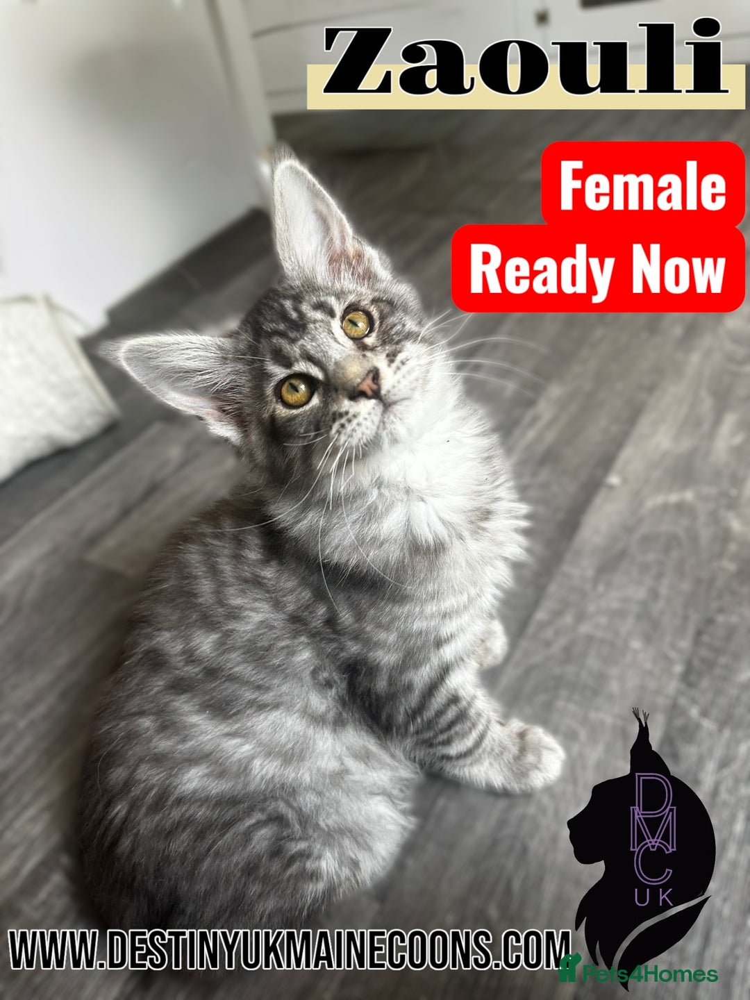 Maine Coon cats for sale: 1 male & 2 female Kittens in Arthog - Image 5